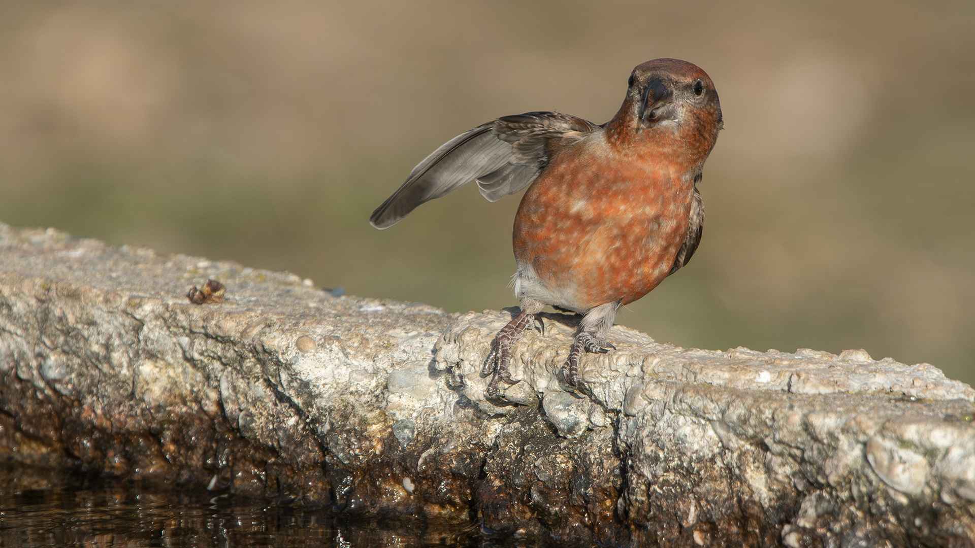 Red Crossbill